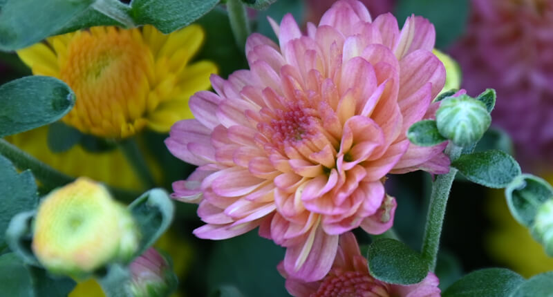 Annual Mum Sale to benefit the Rescue Mission of Utica and Rome Rescue Mission